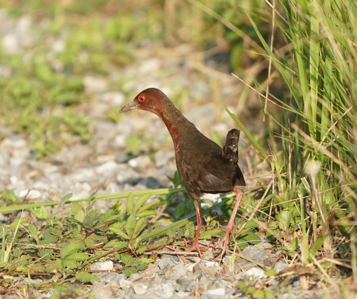 Ruddy-breasted Crake - ML637456421