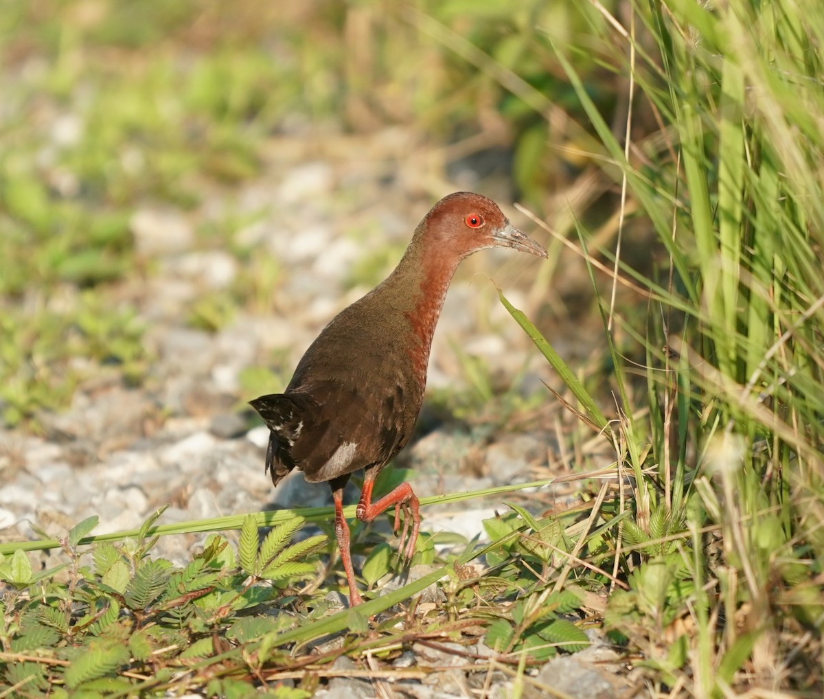 Ruddy-breasted Crake - ML637456422