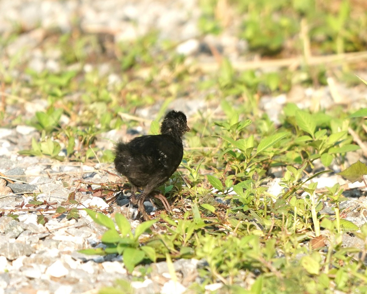 Ruddy-breasted Crake - ML637456423