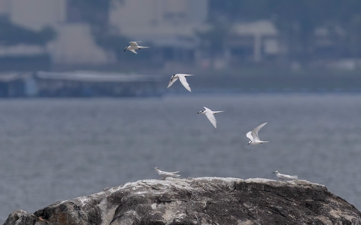 Black-naped Tern - ML637456444