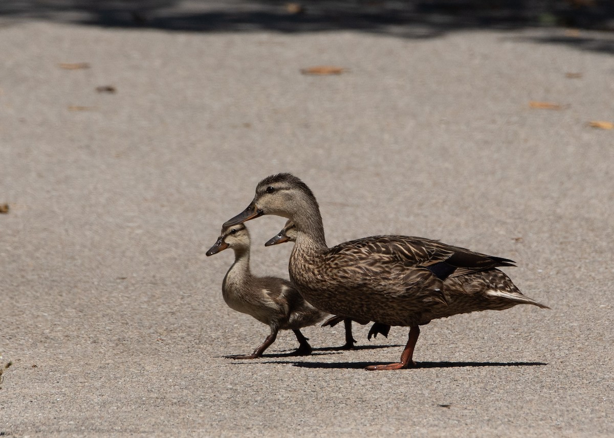Mallard x Mottled Duck (hybrid) - ML637456458