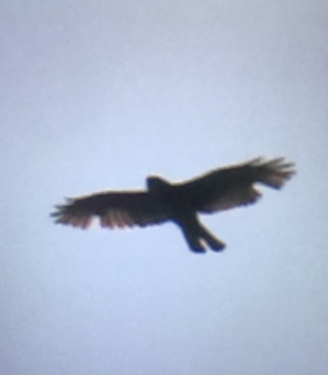 hawk sp. - ML637456469