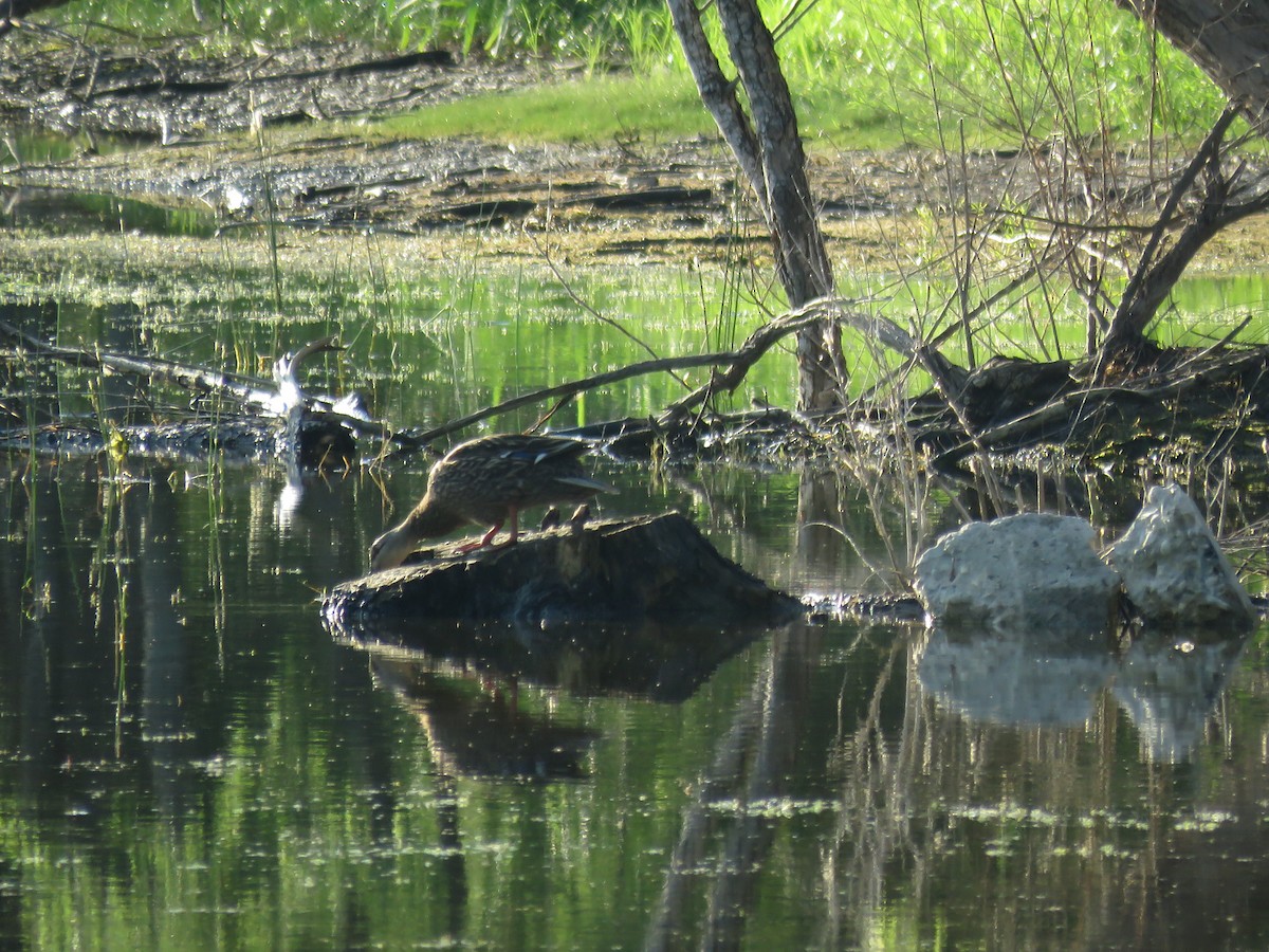 Mottled Duck - ML637456491