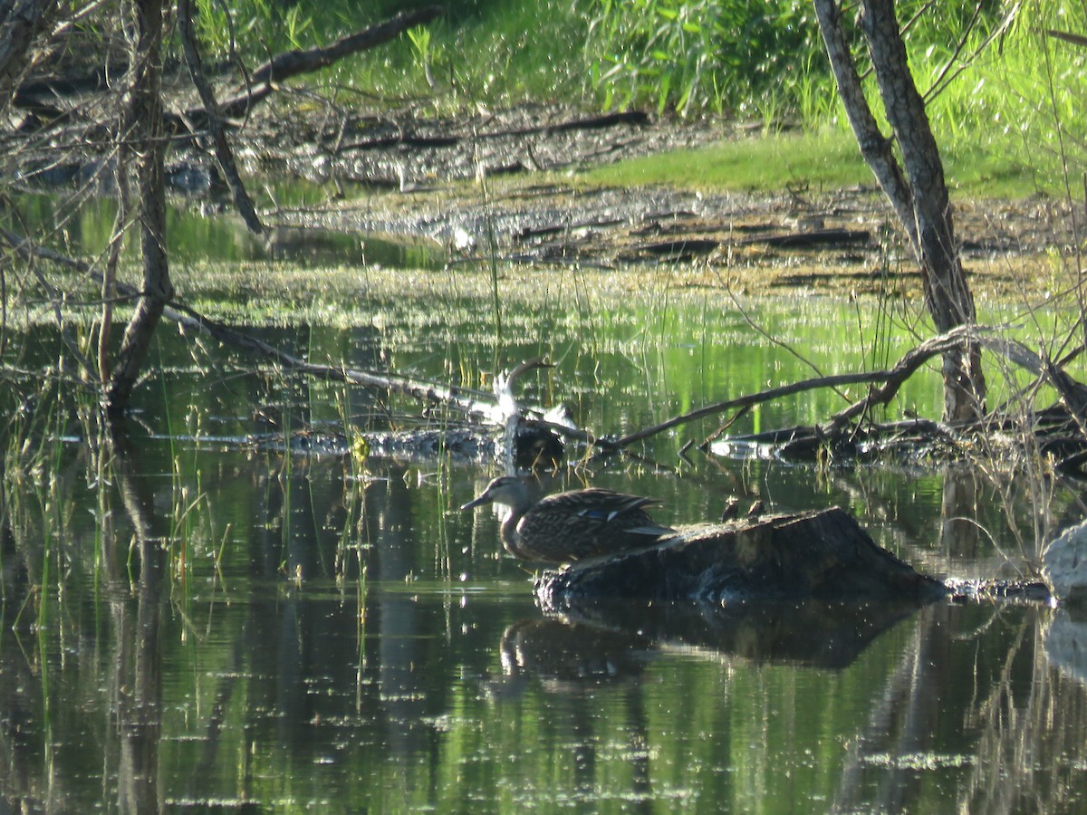 Mottled Duck - ML637456492