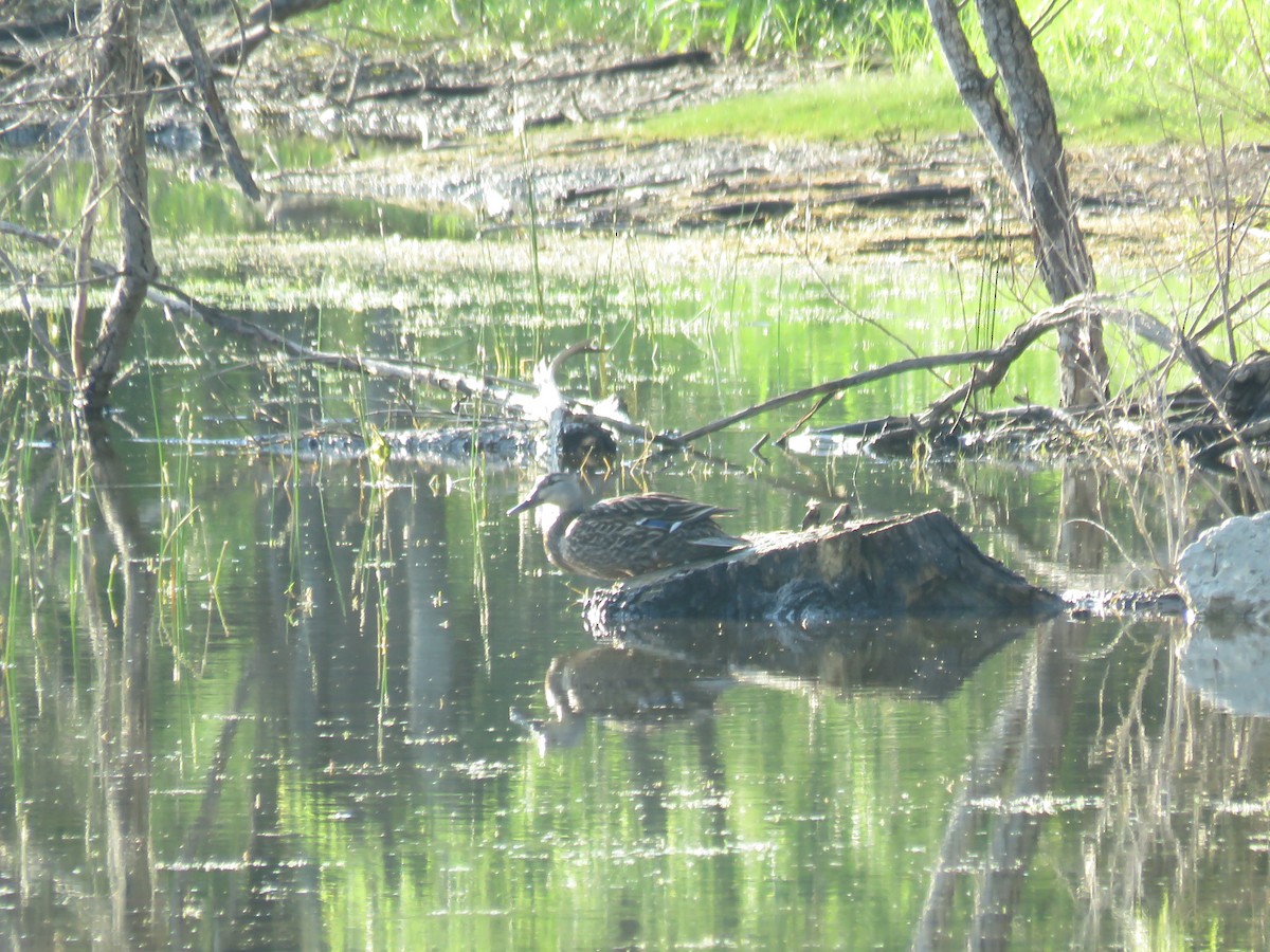 Mottled Duck - ML637456493