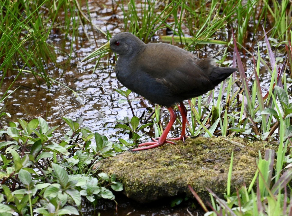 Blackish Rail - ML637456496