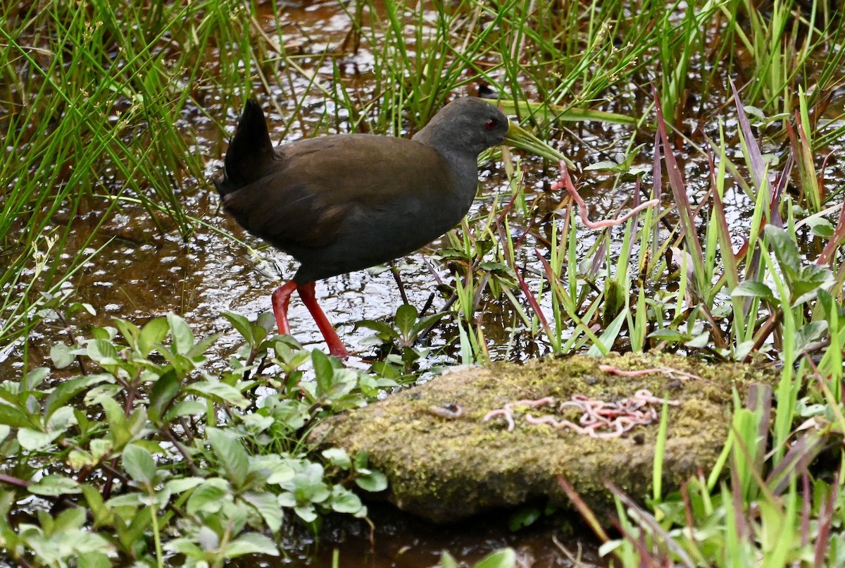 Blackish Rail - ML637456497
