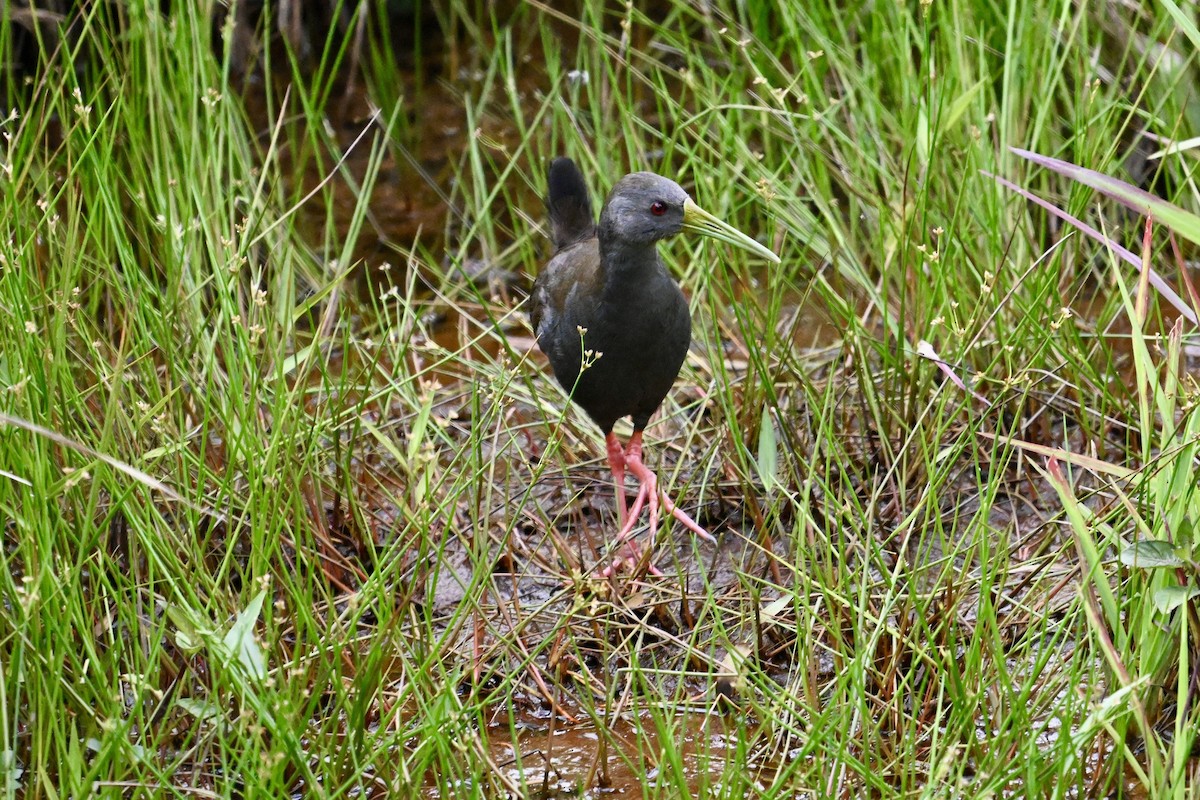 Blackish Rail - ML637456498