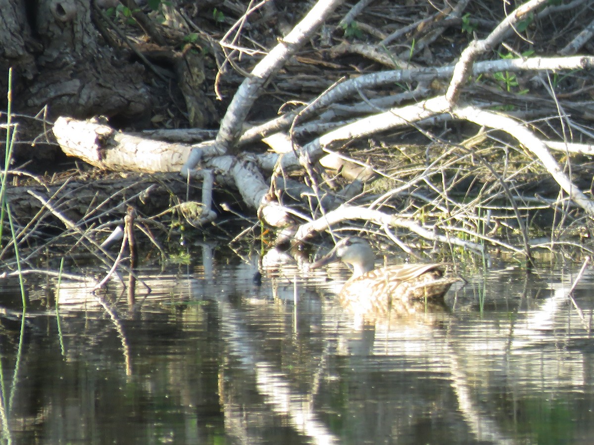 Mottled Duck - ML637456499