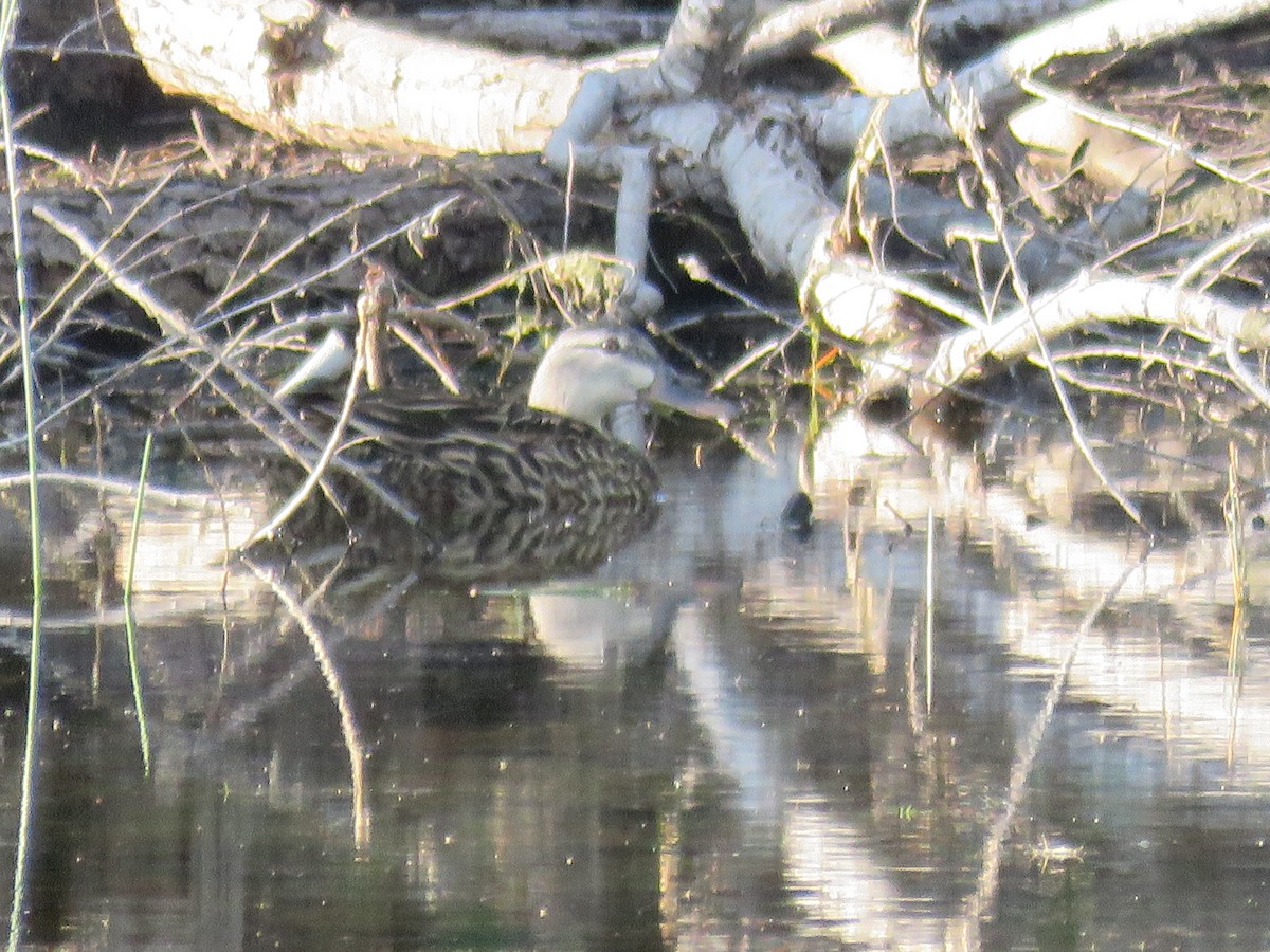Mottled Duck - ML637456507