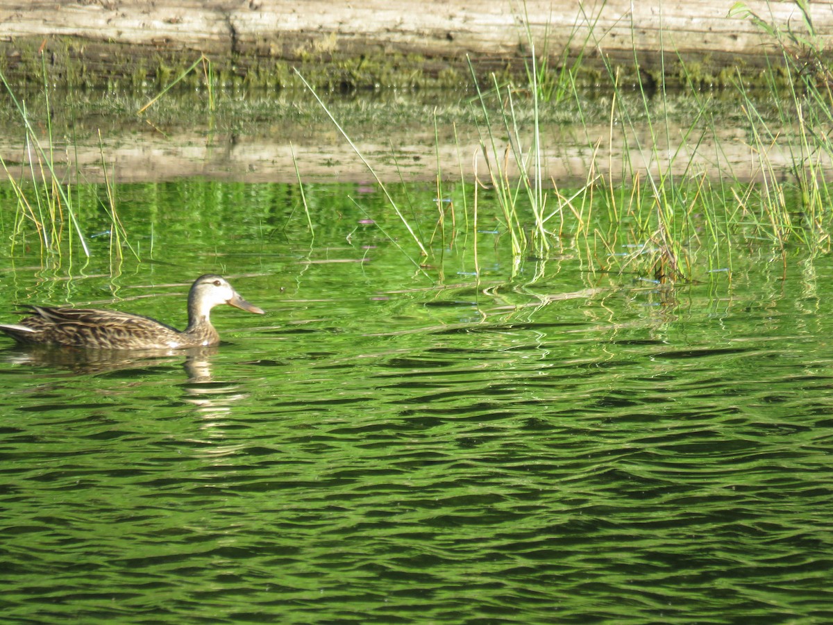 Mottled Duck - ML637456517