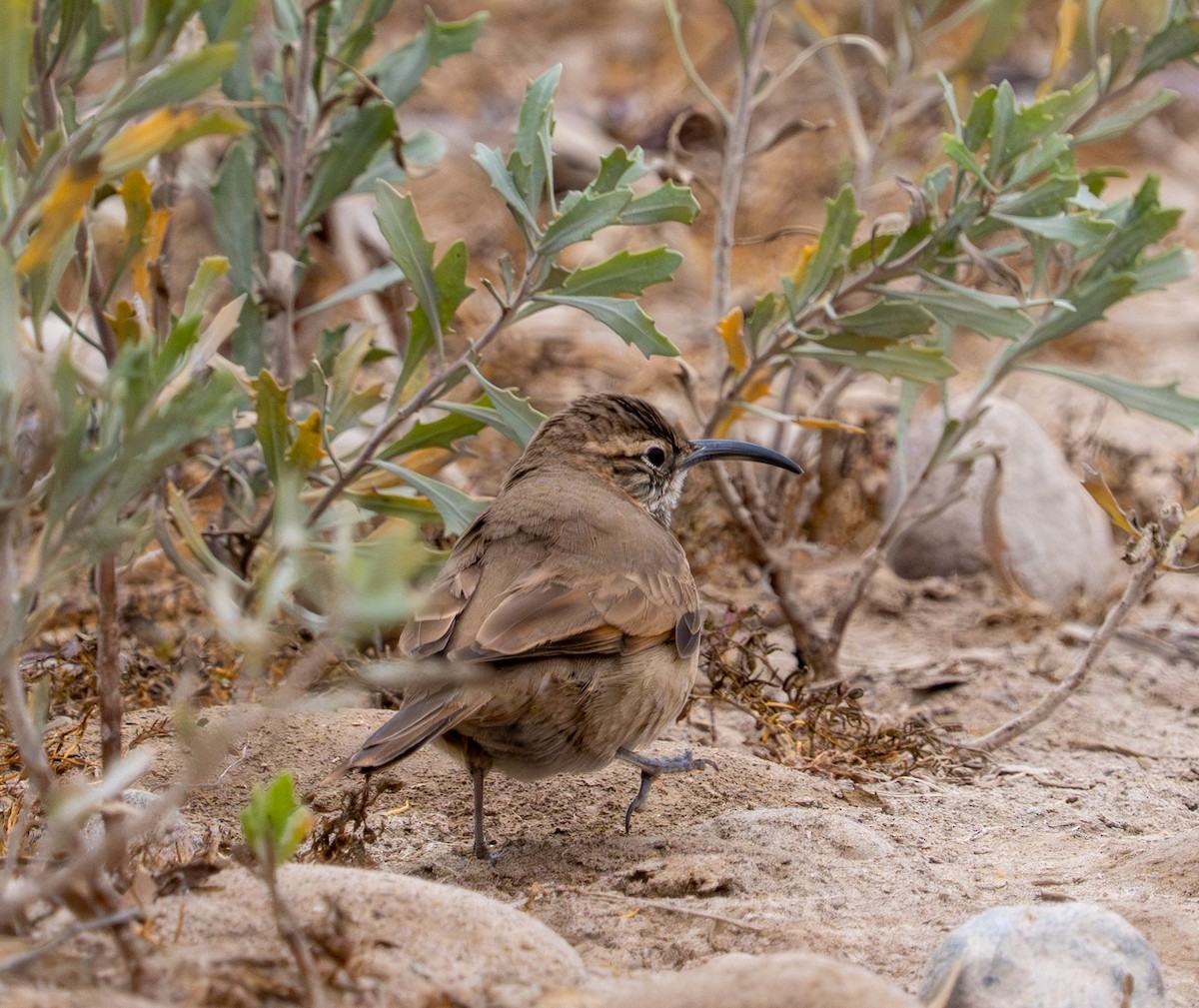 Scale-throated Earthcreeper - ML637456554