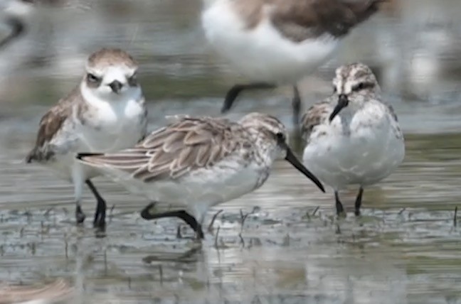 Broad-billed Sandpiper - ML637456558