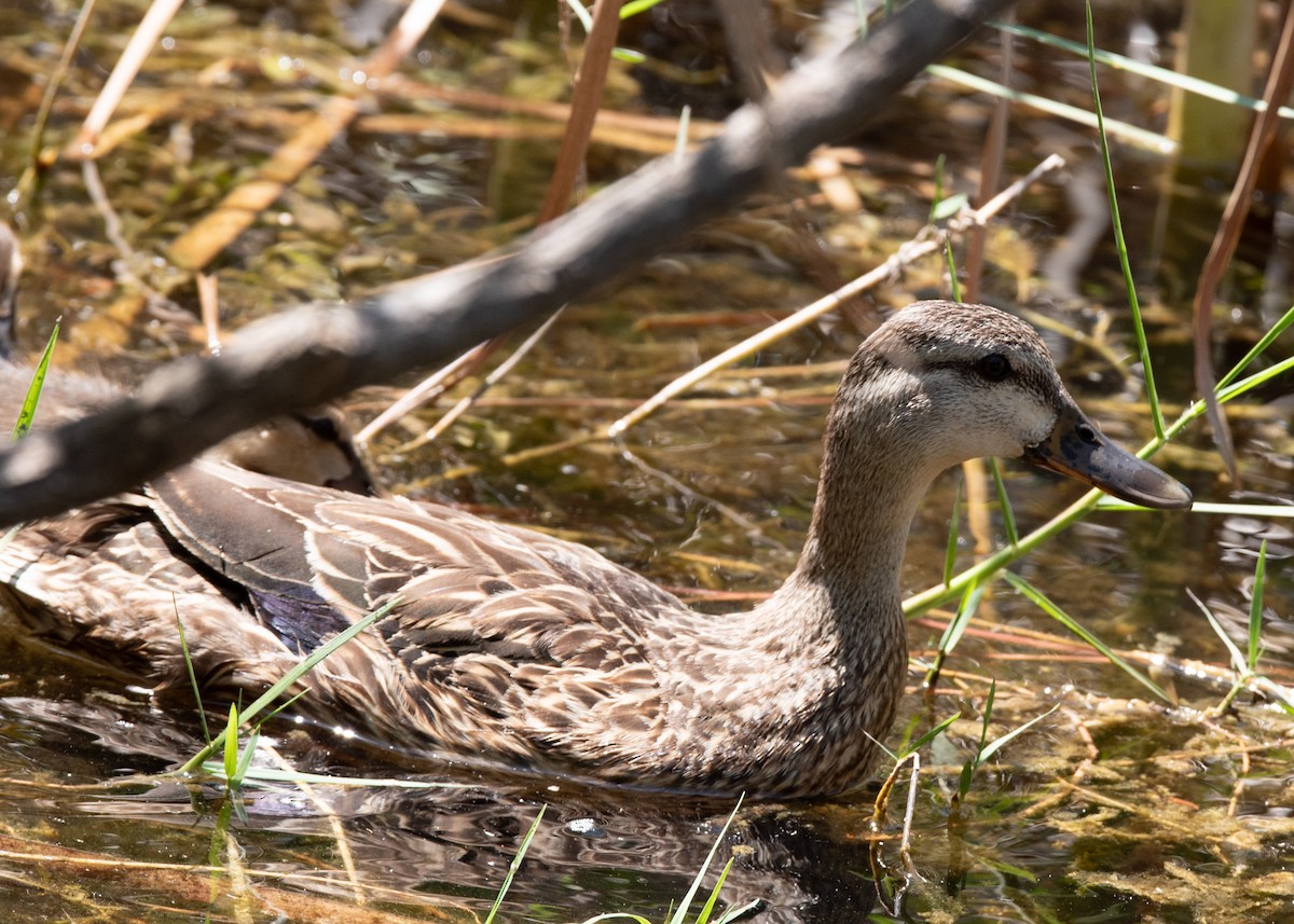 Mallard x Mottled Duck (hybrid) - ML637456577