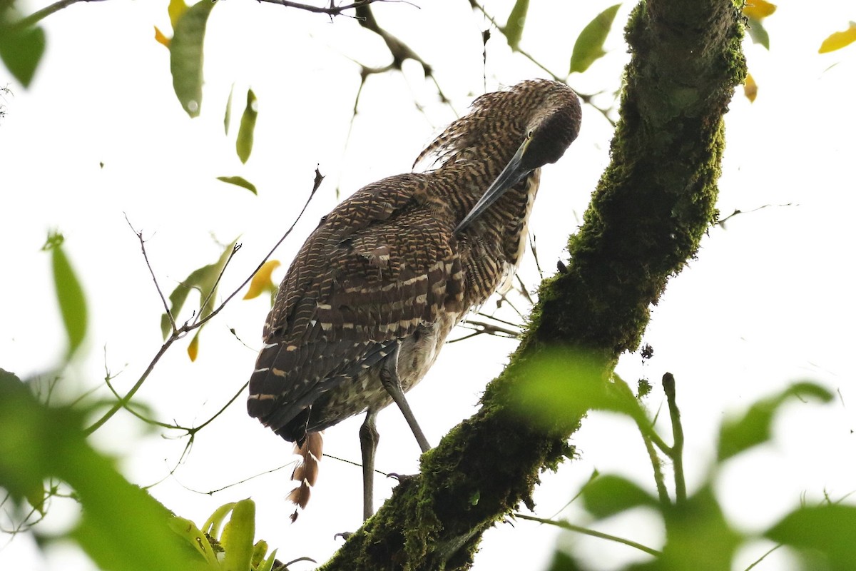 Bare-throated Tiger-Heron - ML637456620