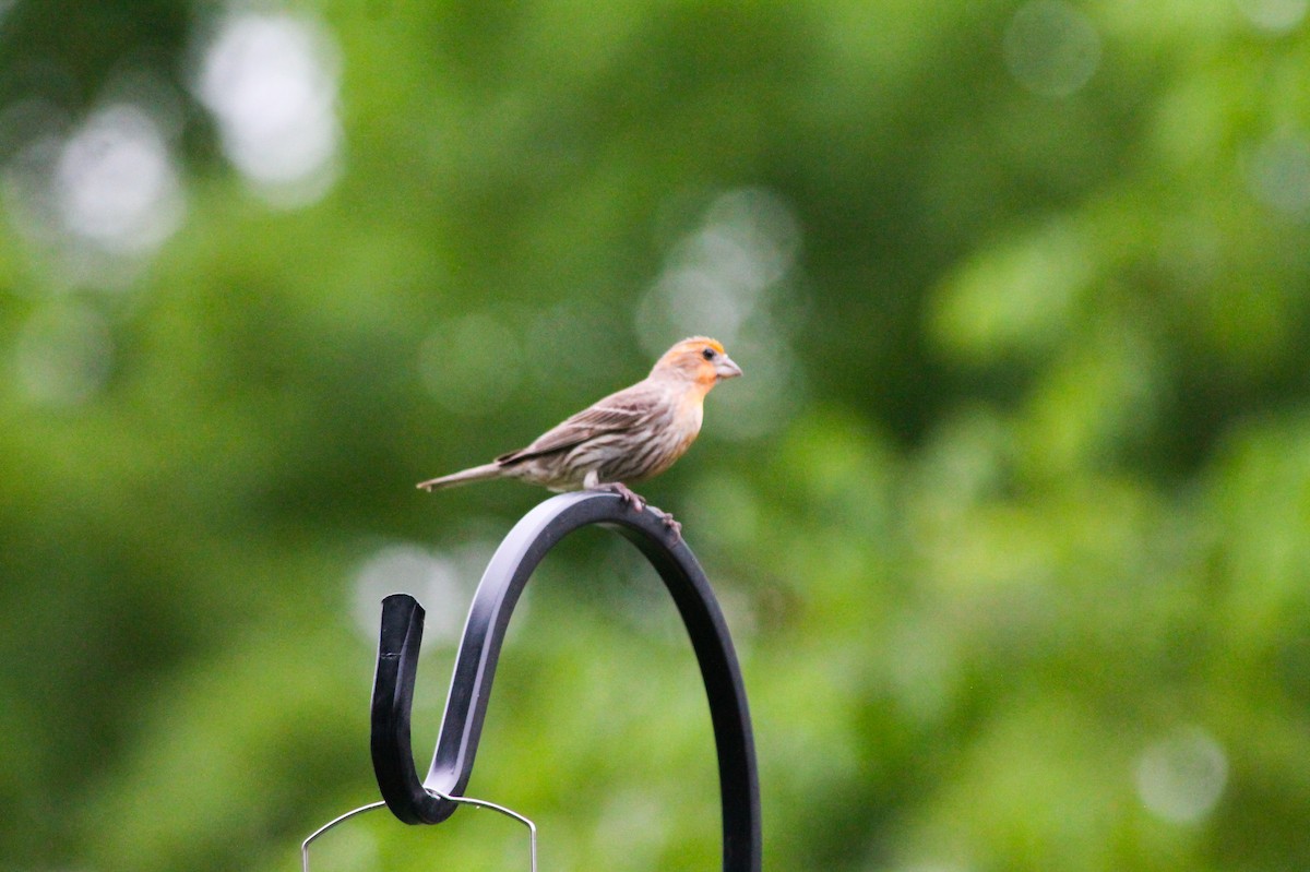 House Finch - ML637456660