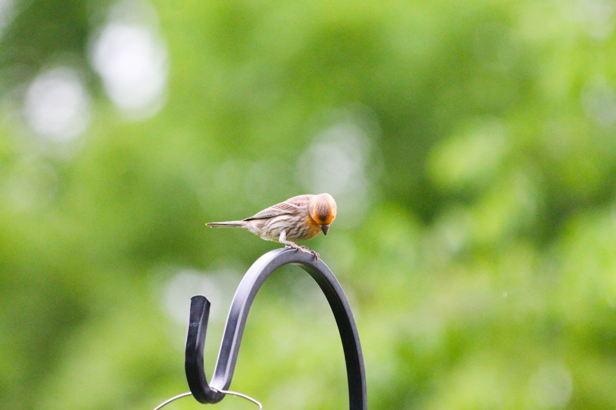 House Finch - ML637456661