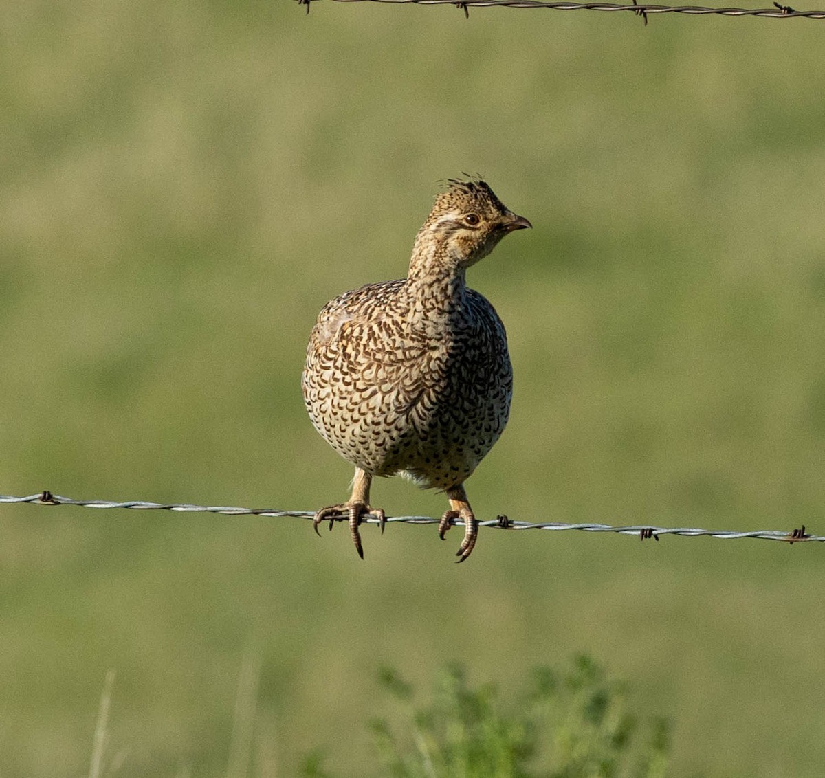 Gallo de las Praderas Rabudo - ML637456735