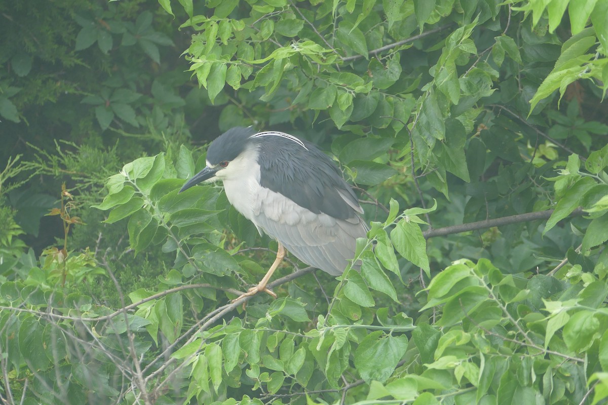 Martinete Común - ML637456773