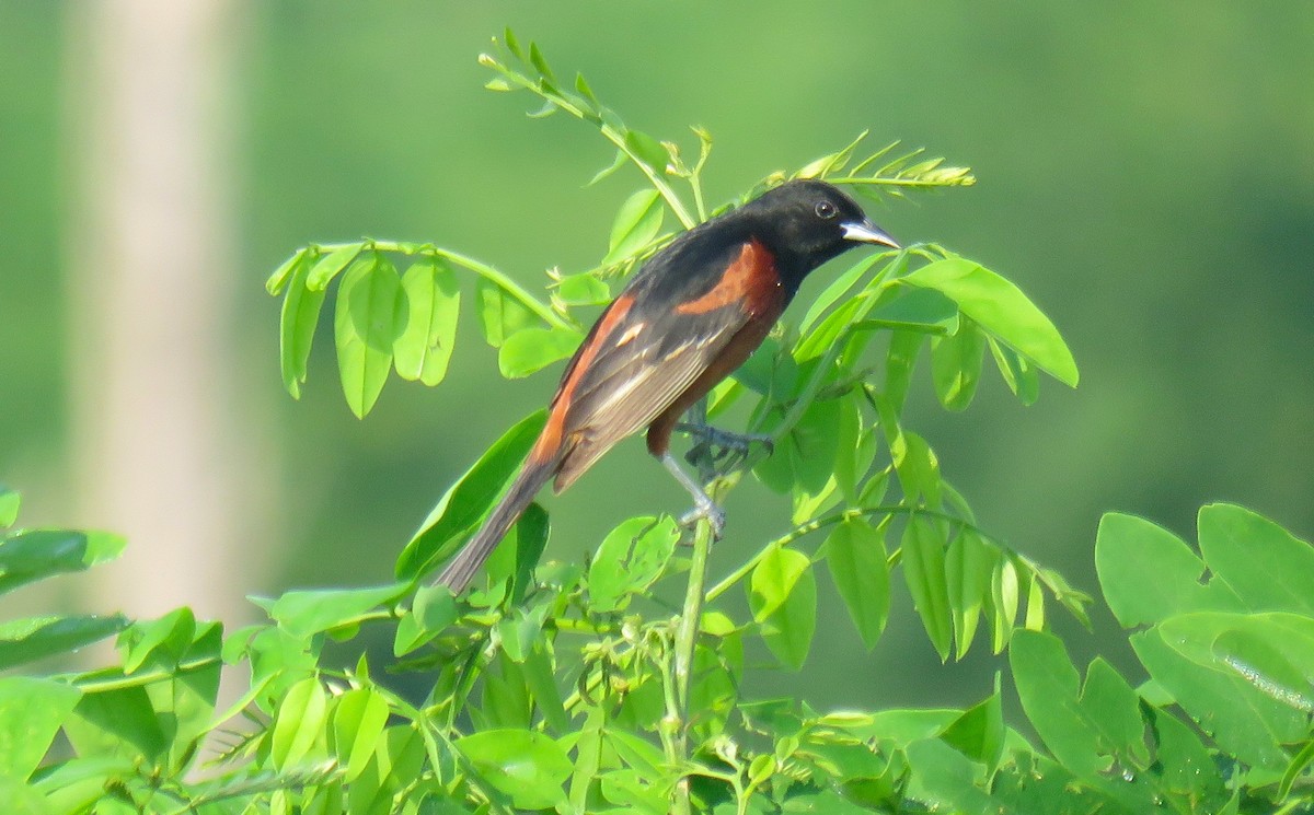 Orchard Oriole - ML637456790