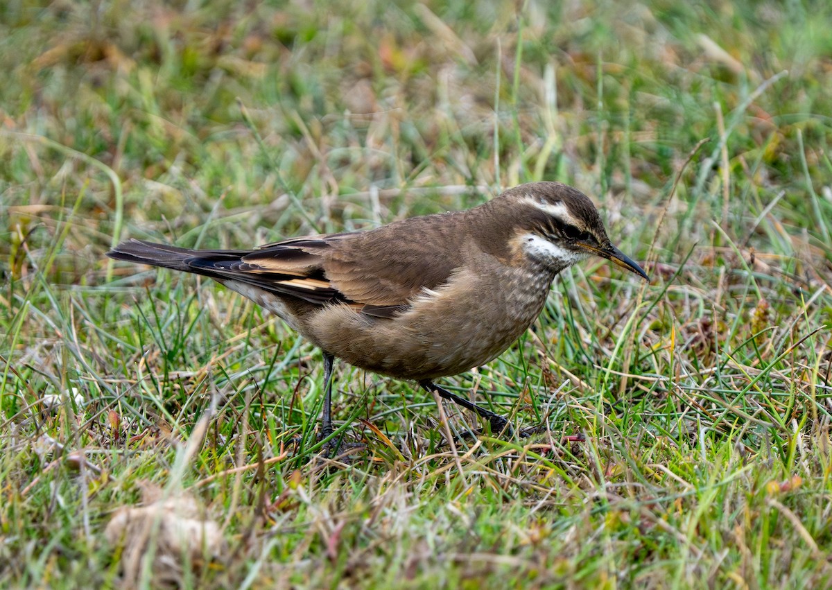 Buff-winged Cinclodes - ML637456812