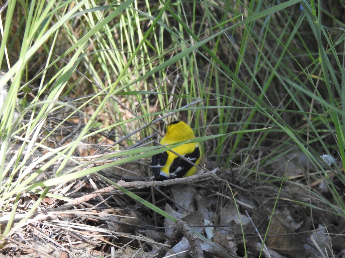 American Goldfinch - ML637456814
