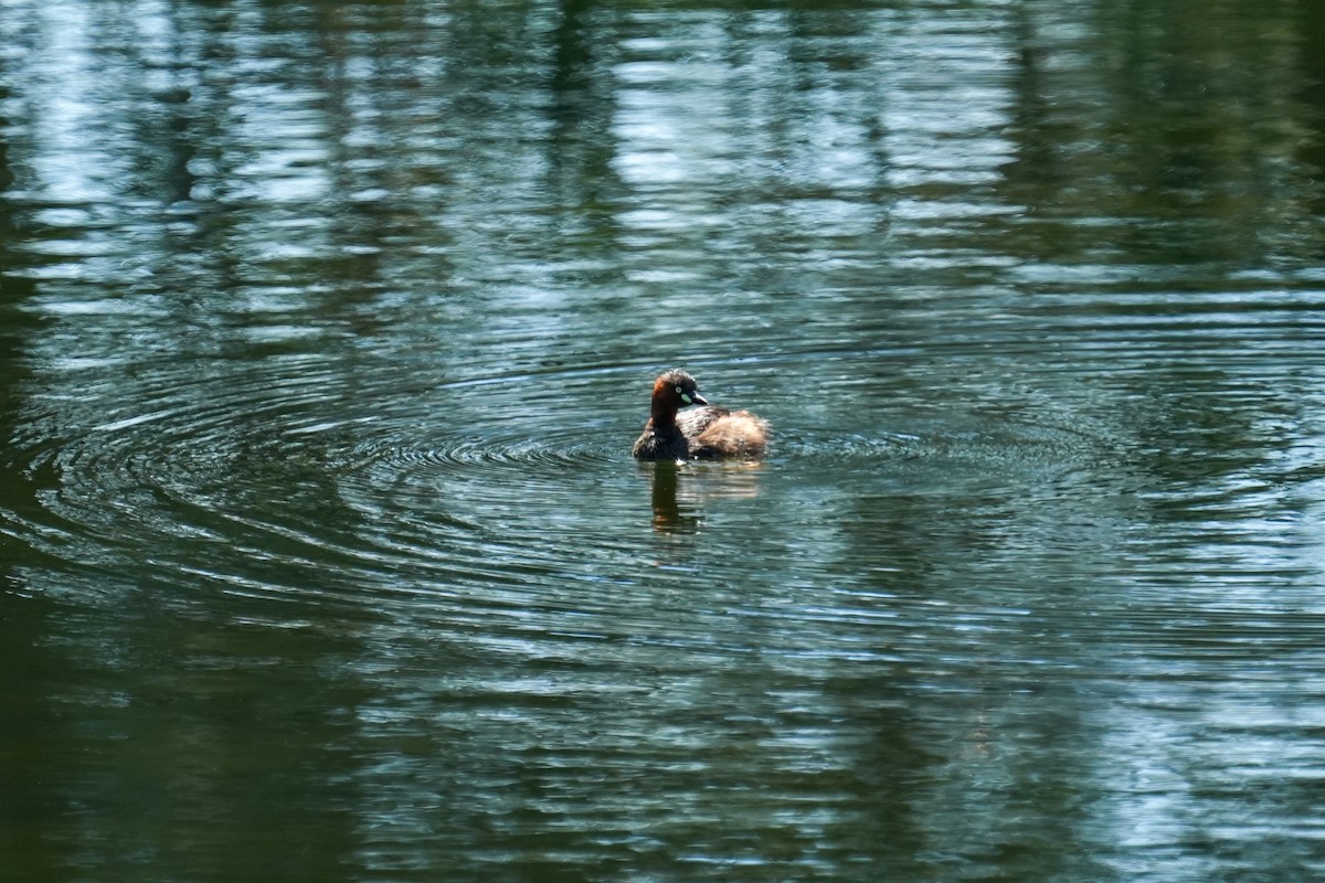 Little Grebe - ML637456862