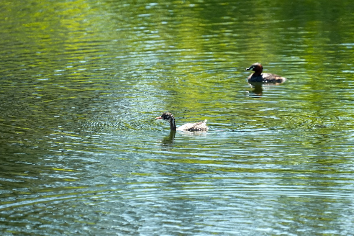 Little Grebe - ML637456863