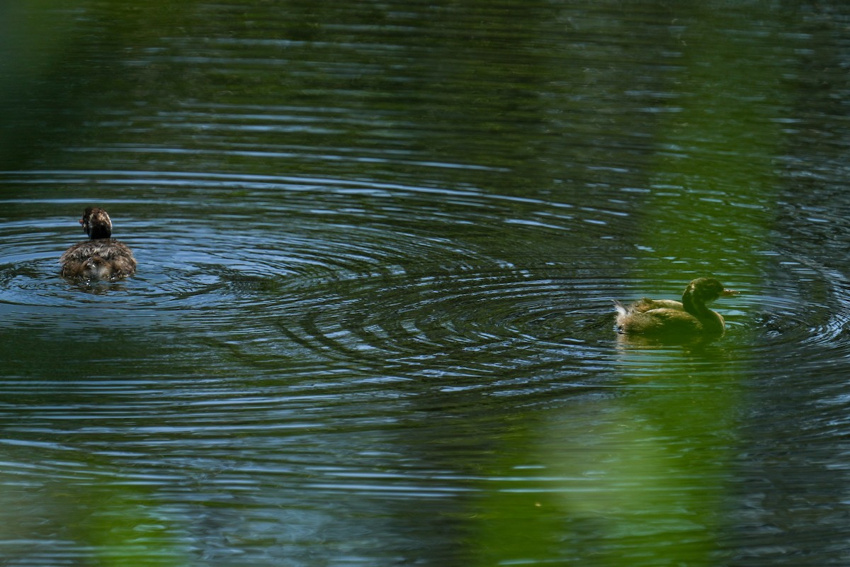 Little Grebe - ML637456866