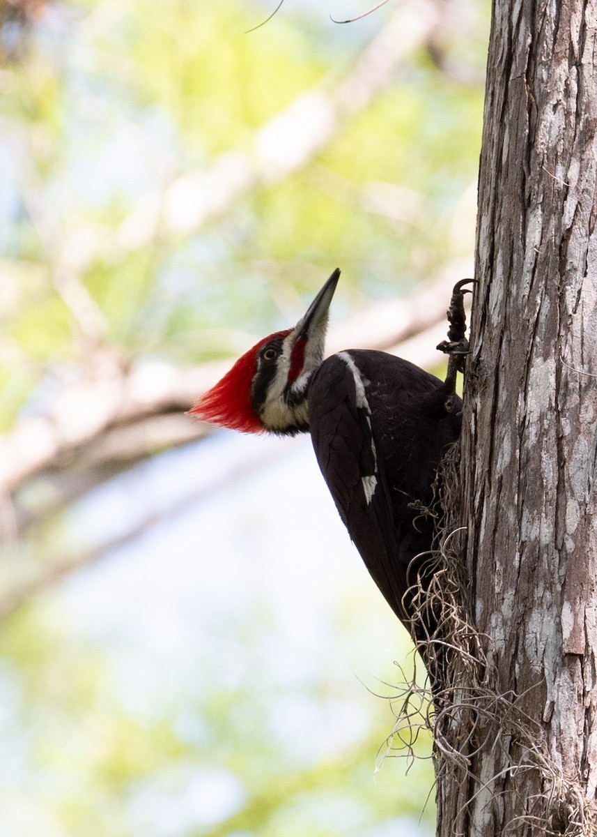 Pileated Woodpecker - ML637456874