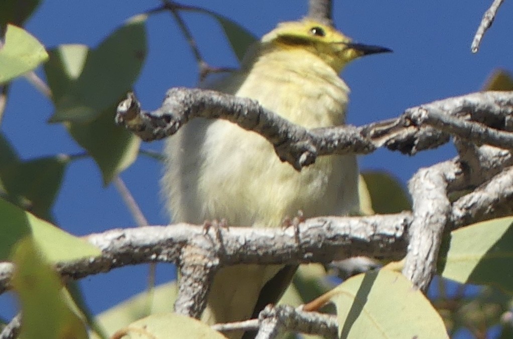 Yellow-tinted Honeyeater - ML637456962