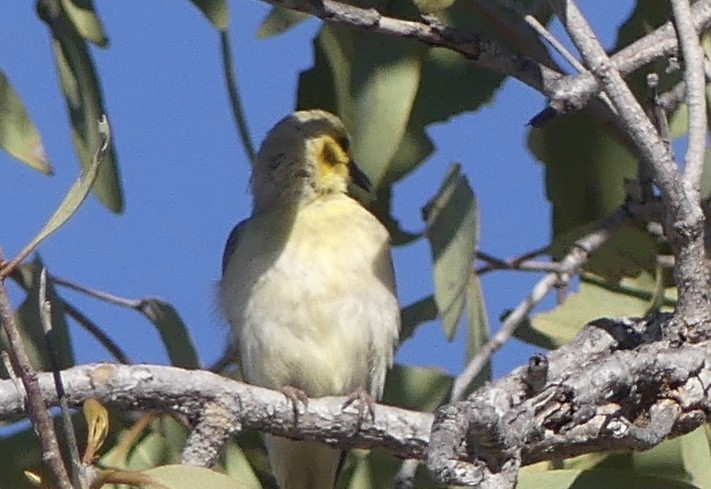 Yellow-tinted Honeyeater - ML637456964