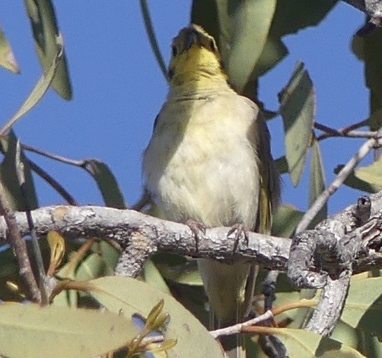 Yellow-tinted Honeyeater - ML637456965