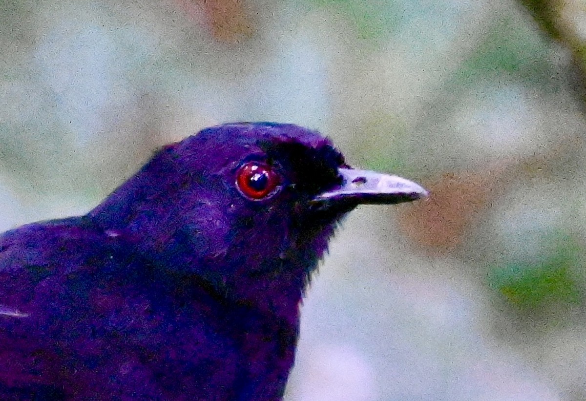 Western Fire-eye - ML637456967