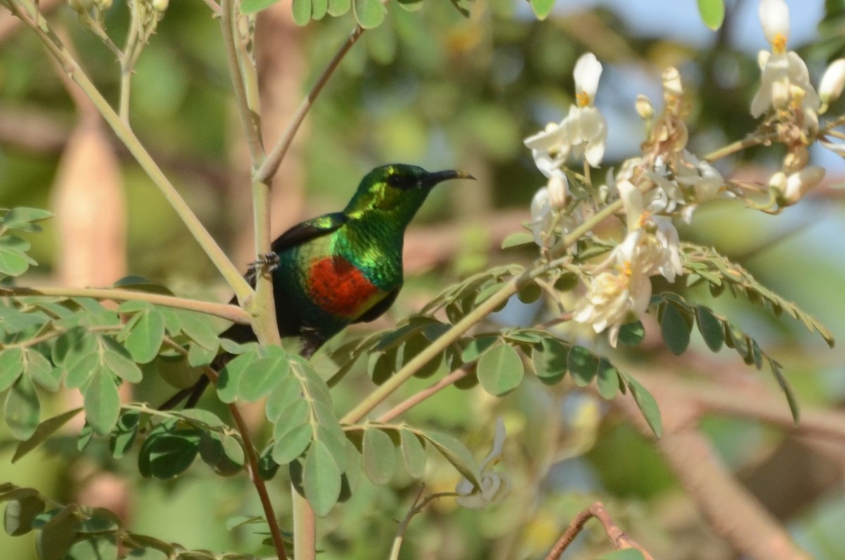 Beautiful Sunbird - ML637456973
