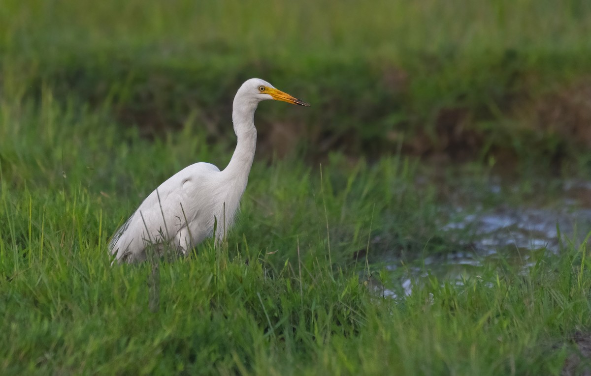 Medium Egret - ML637456975