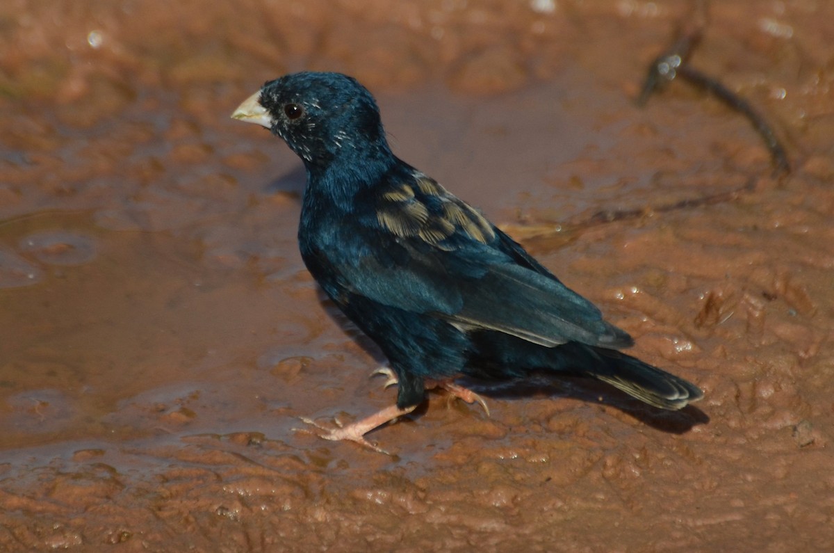 Village Indigobird - ML637456982