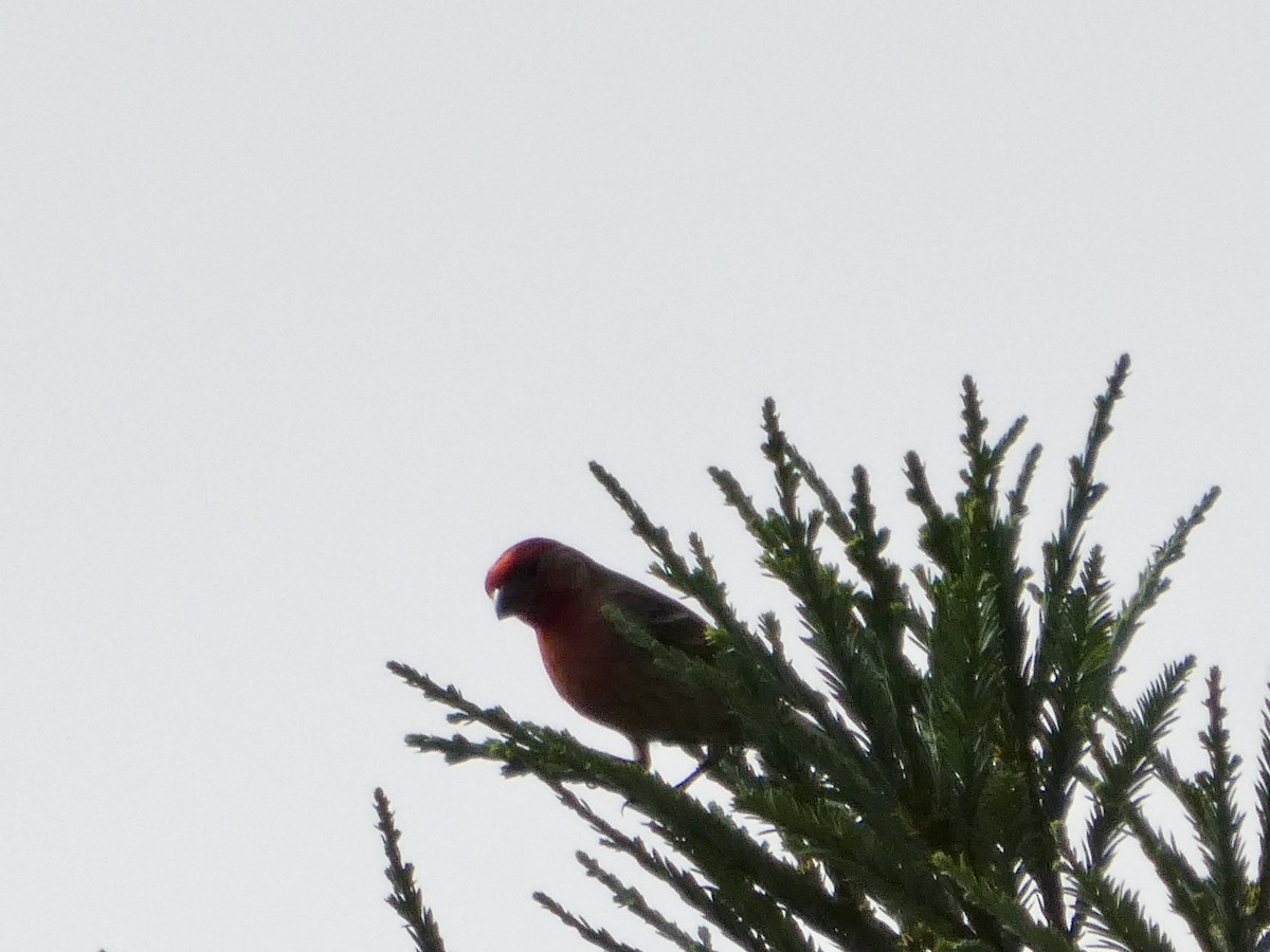 House Finch - ML637456986
