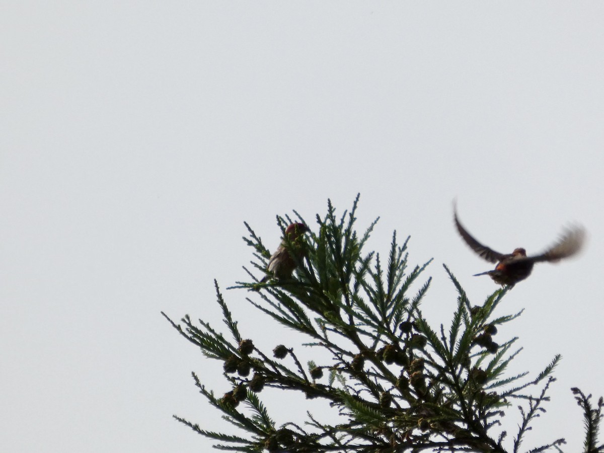 House Finch - ML637456988