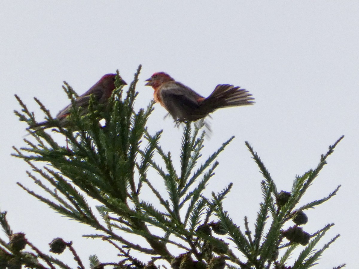 House Finch - ML637456990