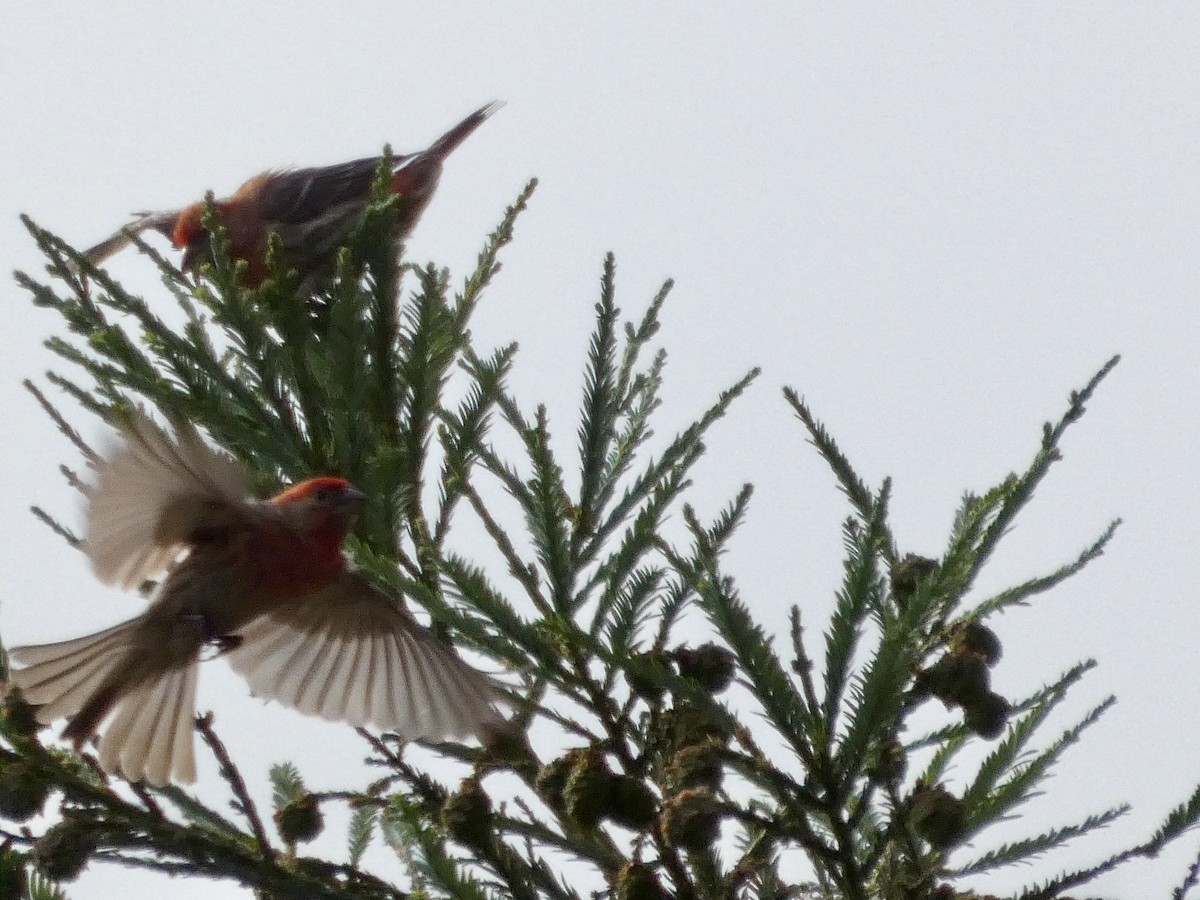 House Finch - ML637456991
