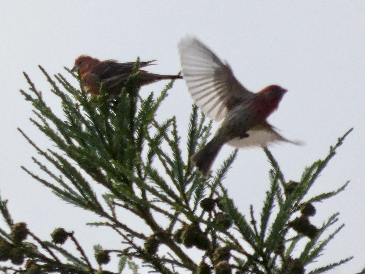 House Finch - ML637456992