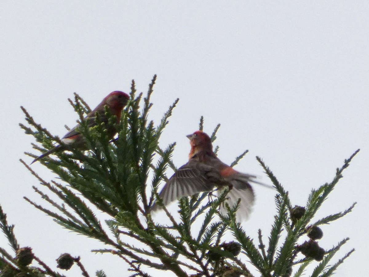House Finch - ML637456994