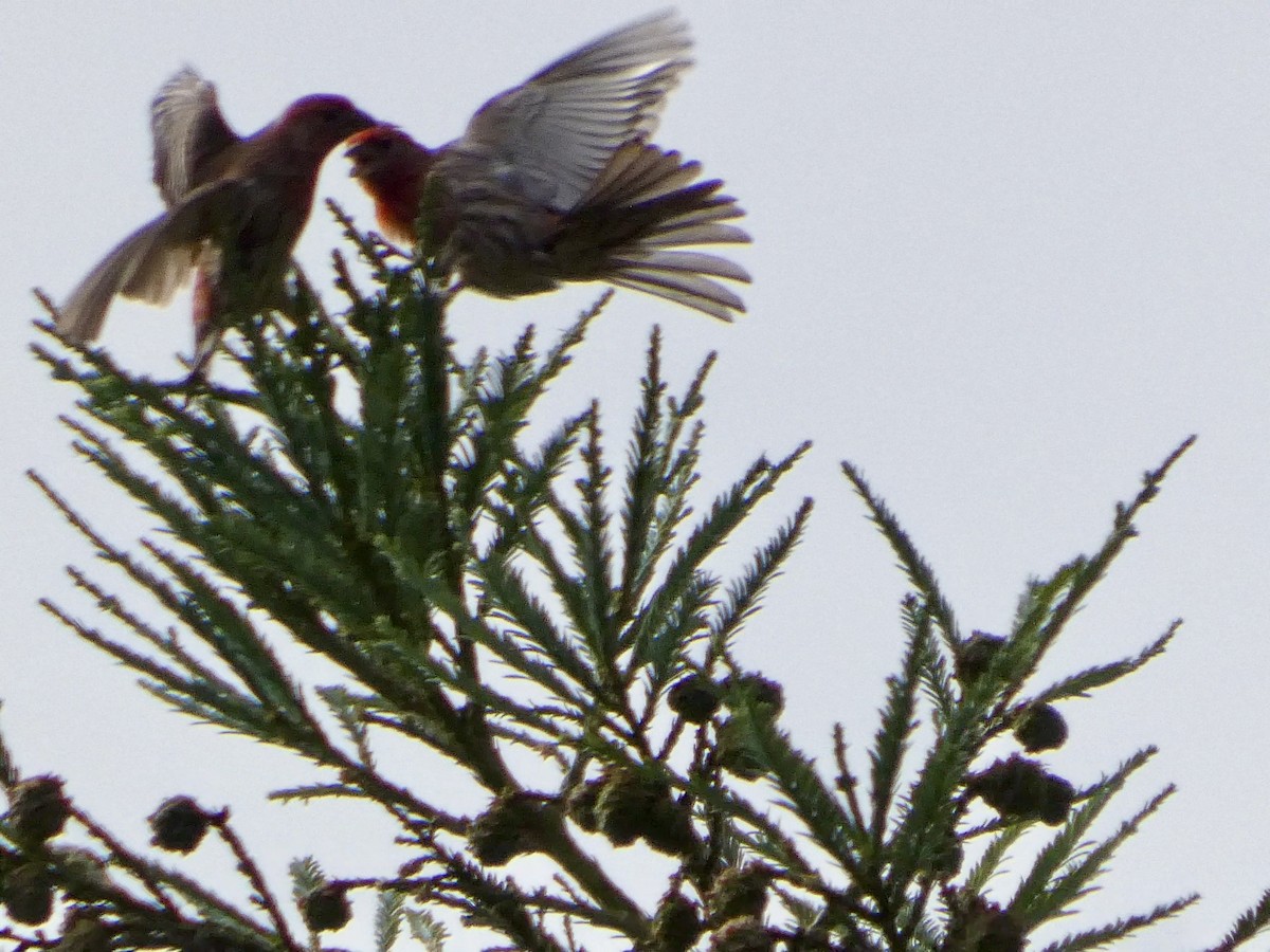 House Finch - ML637456995