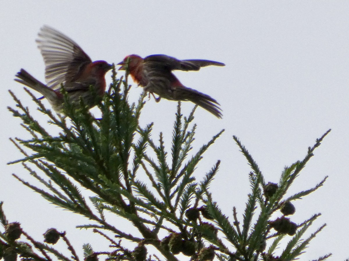 House Finch - ML637456996