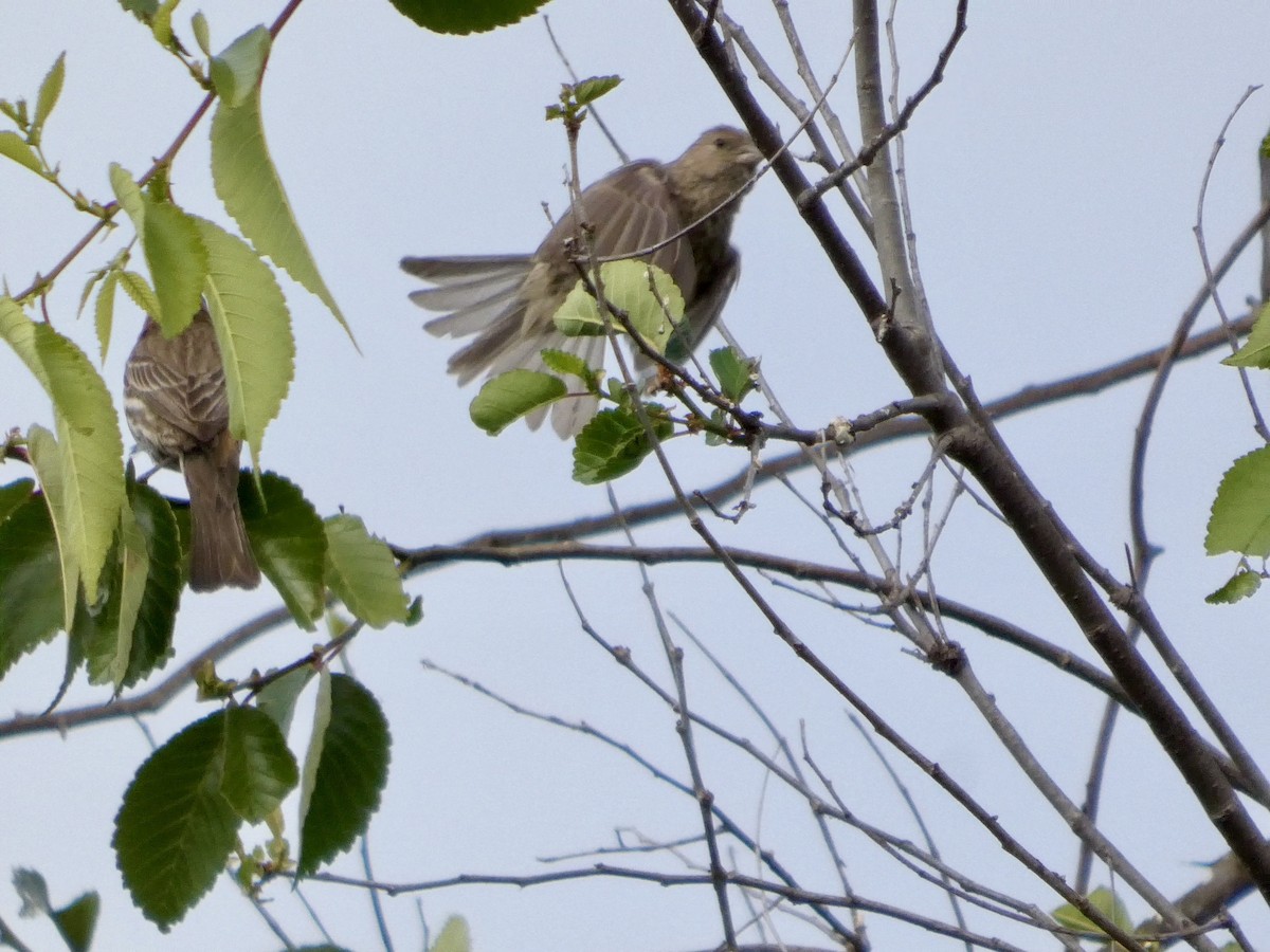 House Finch - ML637456997