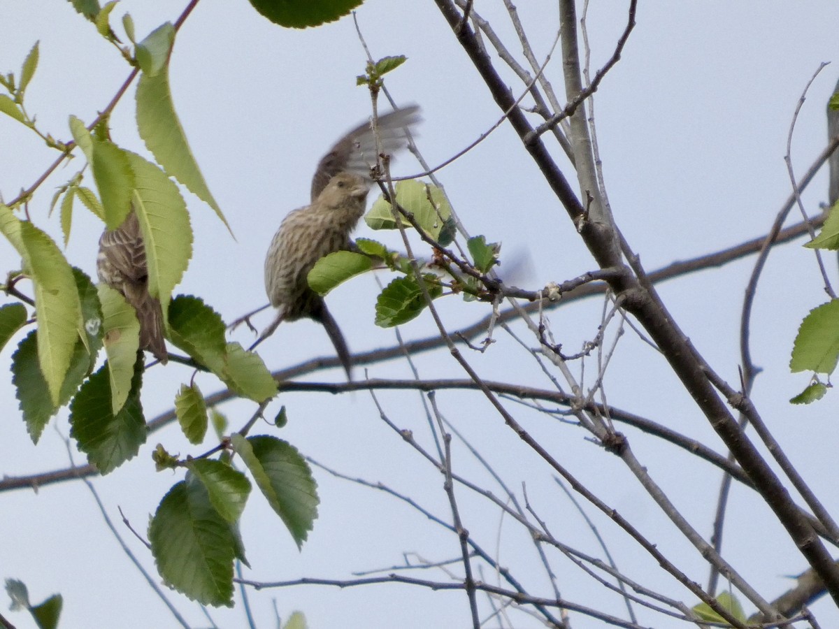 House Finch - ML637456998