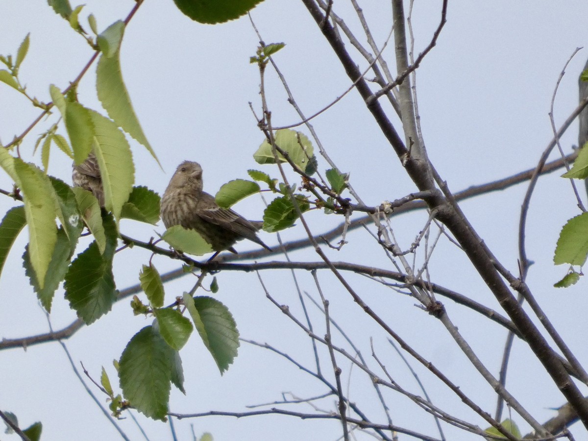 House Finch - ML637456999