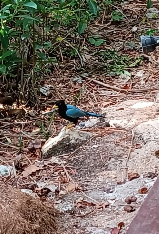 Yucatan Jay - ML637457002
