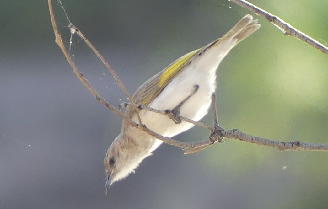 Rufous-throated Honeyeater - ML637457006